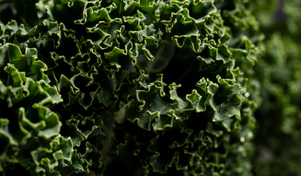 Is Kale Genetically Modified?