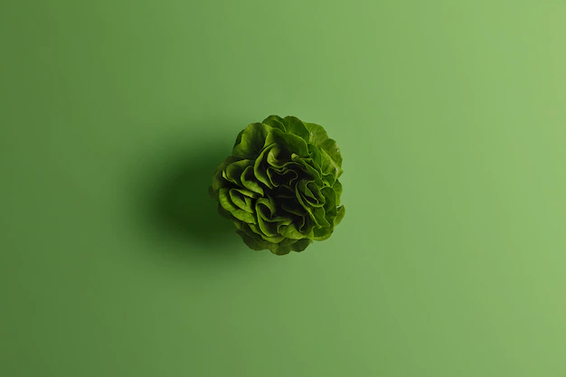 Green fresh chinese cabbage on green background