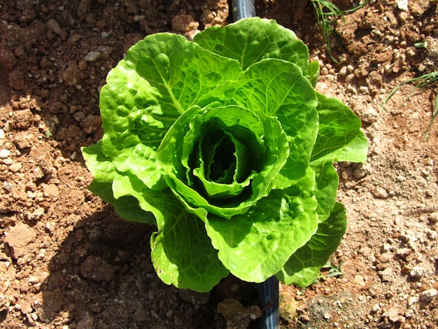 Cabbage on the field