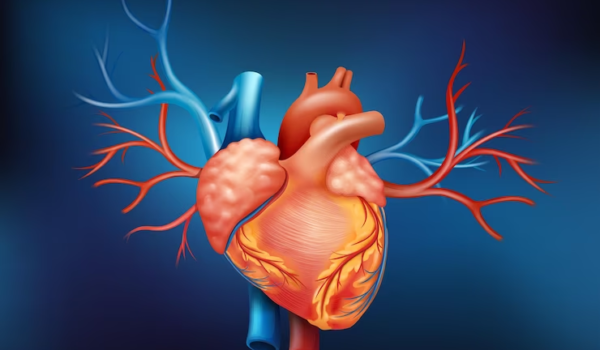Realistic Illustration of Human Heart at Blue Background